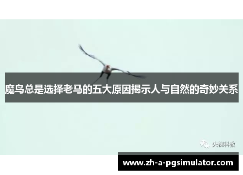 魔鸟总是选择老马的五大原因揭示人与自然的奇妙关系 魔鸟总是选择老马的五大原因揭示人与自然的奇妙关系